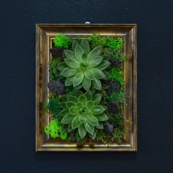 Tablou din plante suculente — 22 cm x 28 cm